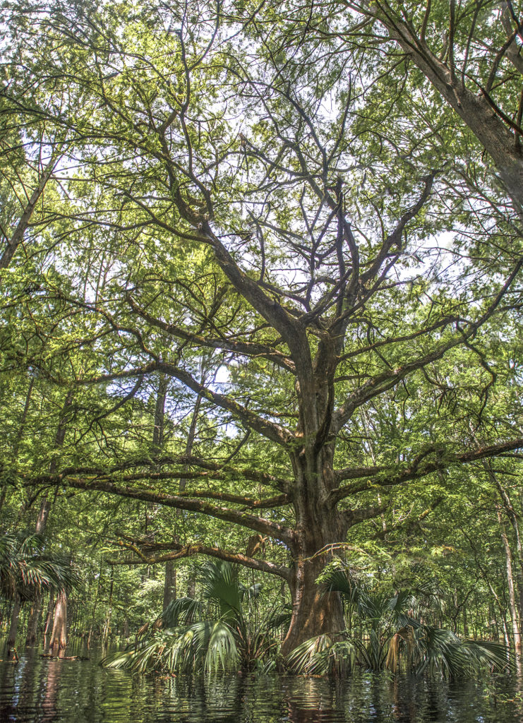 Giant Cypress on Prairie Creek