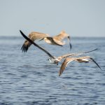 Gulls in Flight