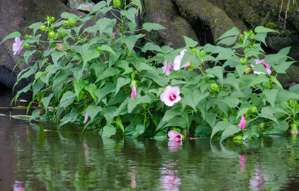 Hibiscus moscheutos palustris along the shoreline