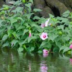 Hibiscus moscheutos palustris along the shoreline