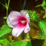 Hibiscus moscheutos v palustris