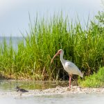 Ibis - Threskiornithinae