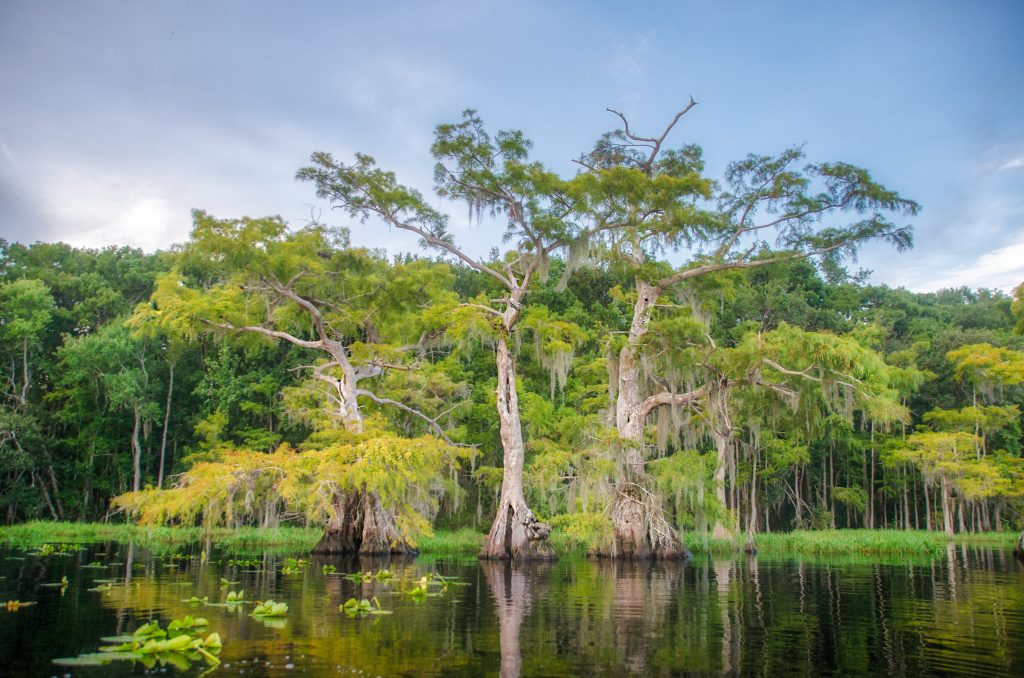 Lake Disston Cypress Shoreline