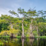 Lake Disston Cypress Shoreline