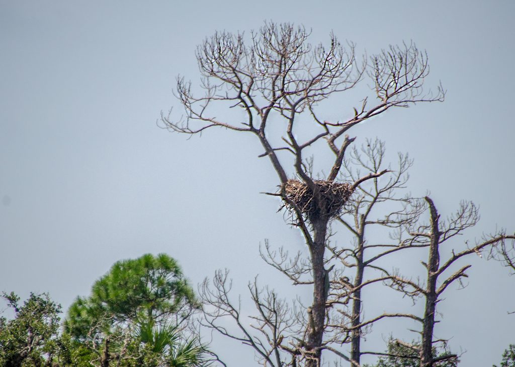 Bald Eagle nest in dead pine