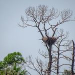 Bald Eagle nest in dead pine