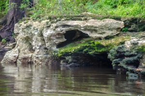 Limestone along the Withlacoochee shoreline