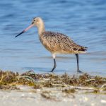 Marbled Godwit - Limosa fedoa