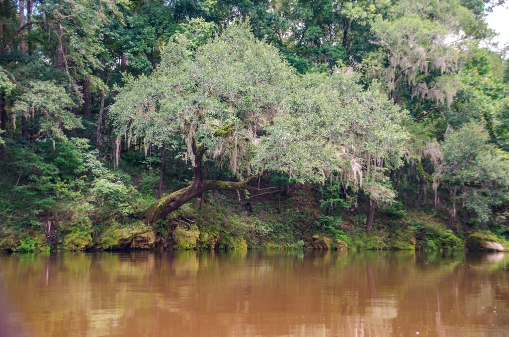 Oak Overhanging Withlacoochee River