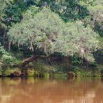 Oak Overhanging Withlacoochee River