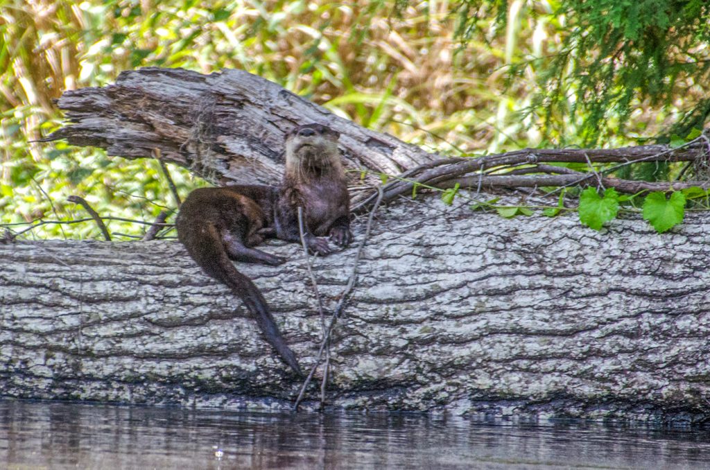 Otter on the Withlacoochee