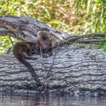 Otter on the Withlacoochee