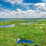 Payne's Prairie - Alachua Lake