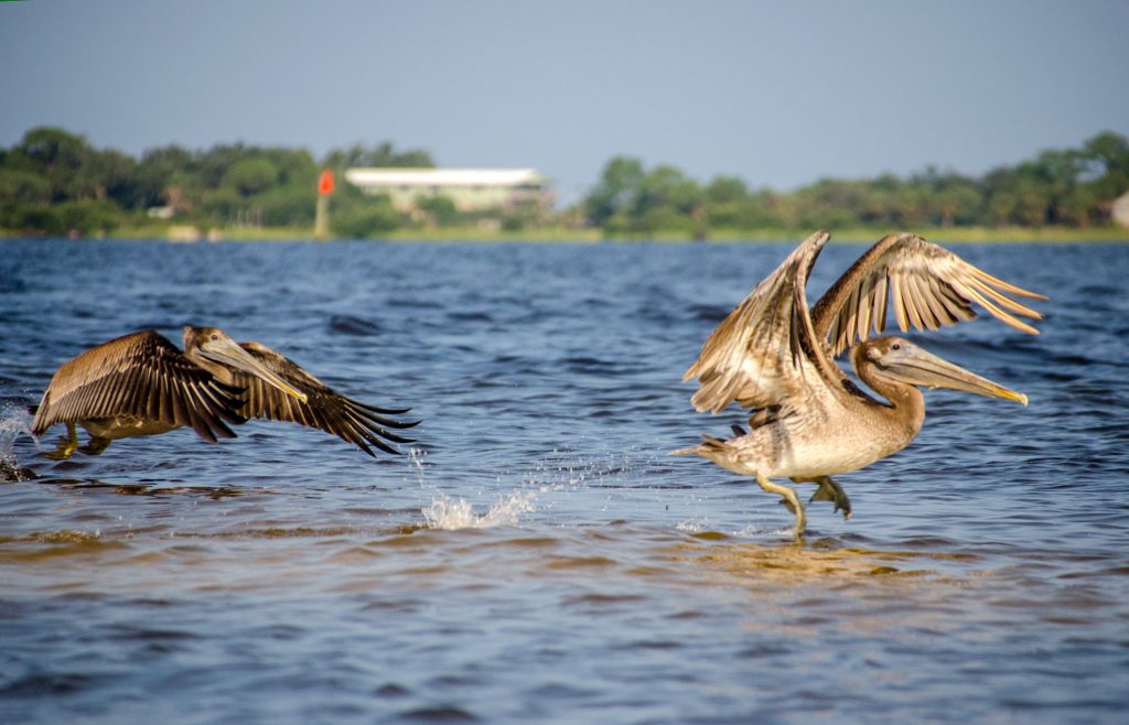 Pelicans Dancing