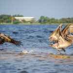 Pelicans Dancing