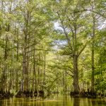 Prairie Creek Cypress