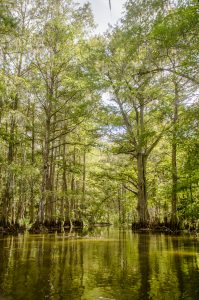 Prairie Creek Cypress