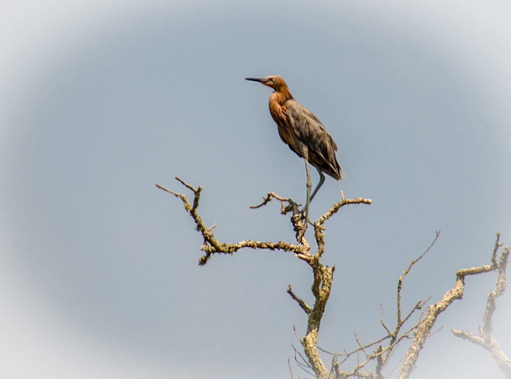Reddish Egret - Egretta rufescens
