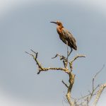 Reddish Egret - Egretta rufescens