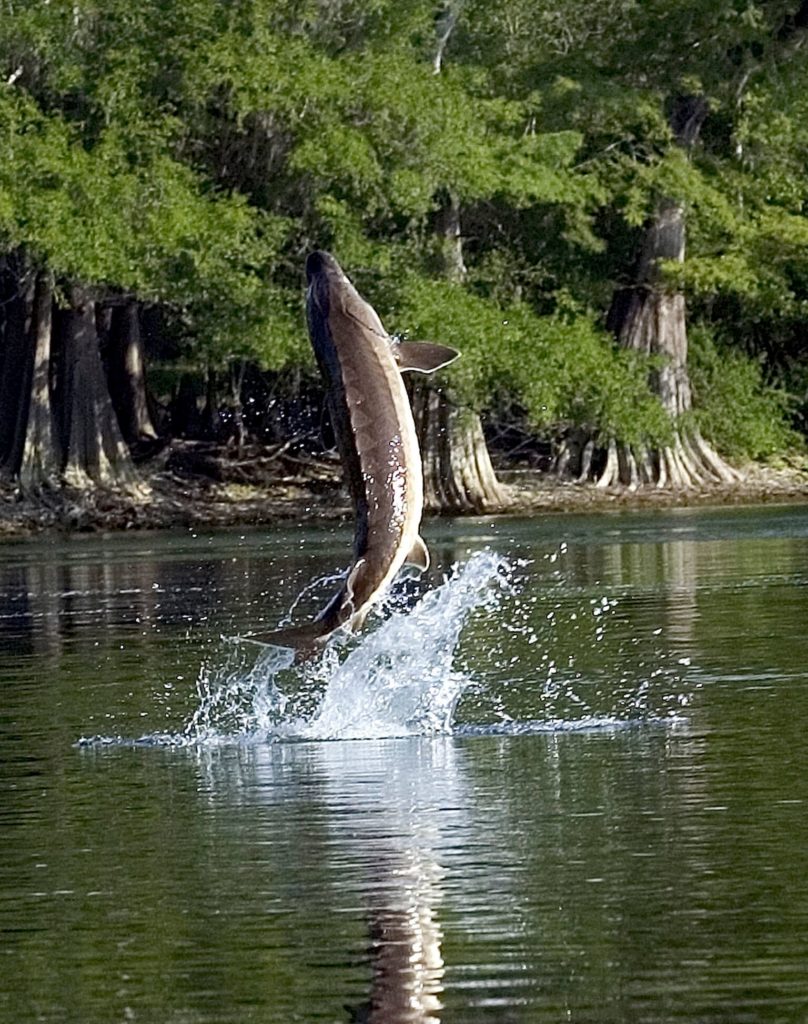 Sturgeon Jumping - News4Jax