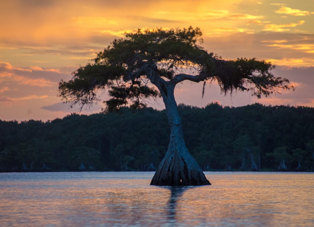 Sunset Cypress - Lake Disston