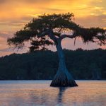 Sunset Cypress - Lake Disston