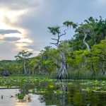 The Cypress Highway - Lake Disston