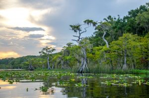 The Cypress Highway - Lake Disston