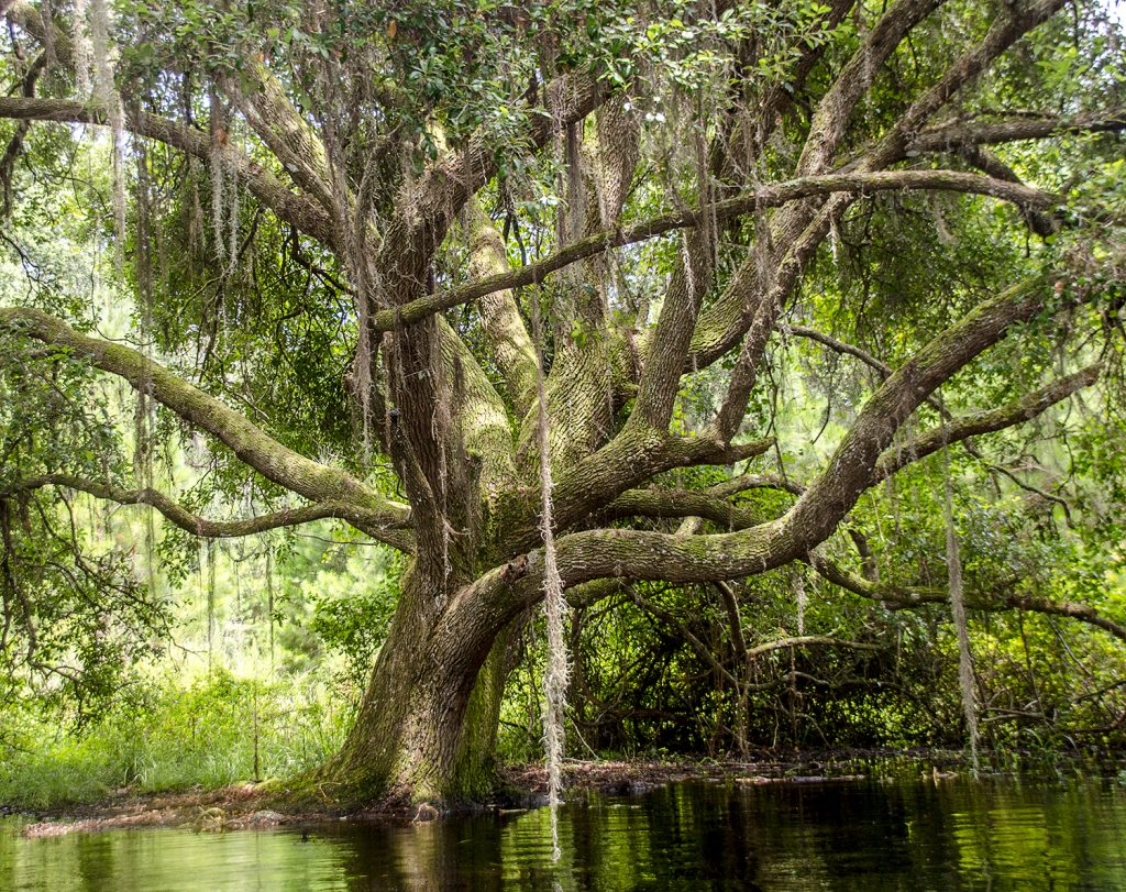 The Oak on Prairie Creek