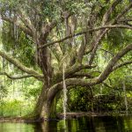 The Oak on Prairie Creek