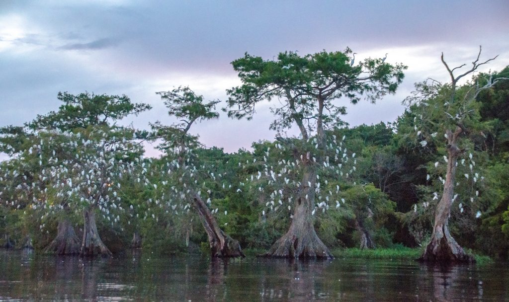 The Rookery - Lake Disston