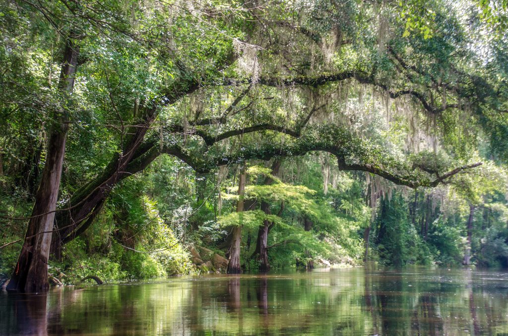 The Withlacoochee River ( North )