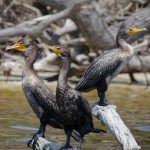 Three Cormorants