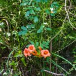 Trumpet Creeper - Campsis radicans