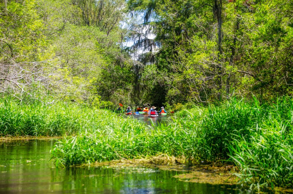 Lush growth on the Santa Fe Canal