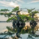 Two Cypress Trees