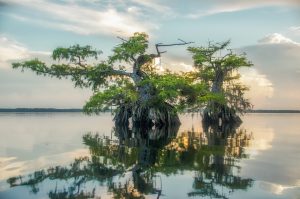 Two Cypress Trees