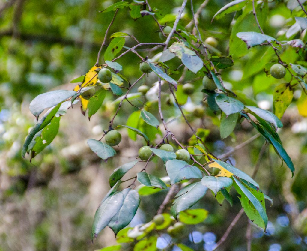 Unidentified fruiting tree