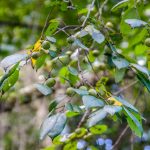 Unidentified fruiting tree