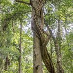 Vine Engulfs Tree