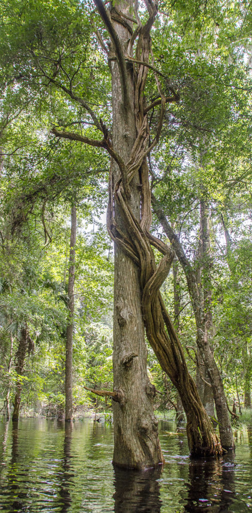 Vine Engulfs Tree