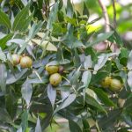 Water Hickory - Carya aquatica