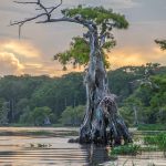 Weathered Cypress Tree