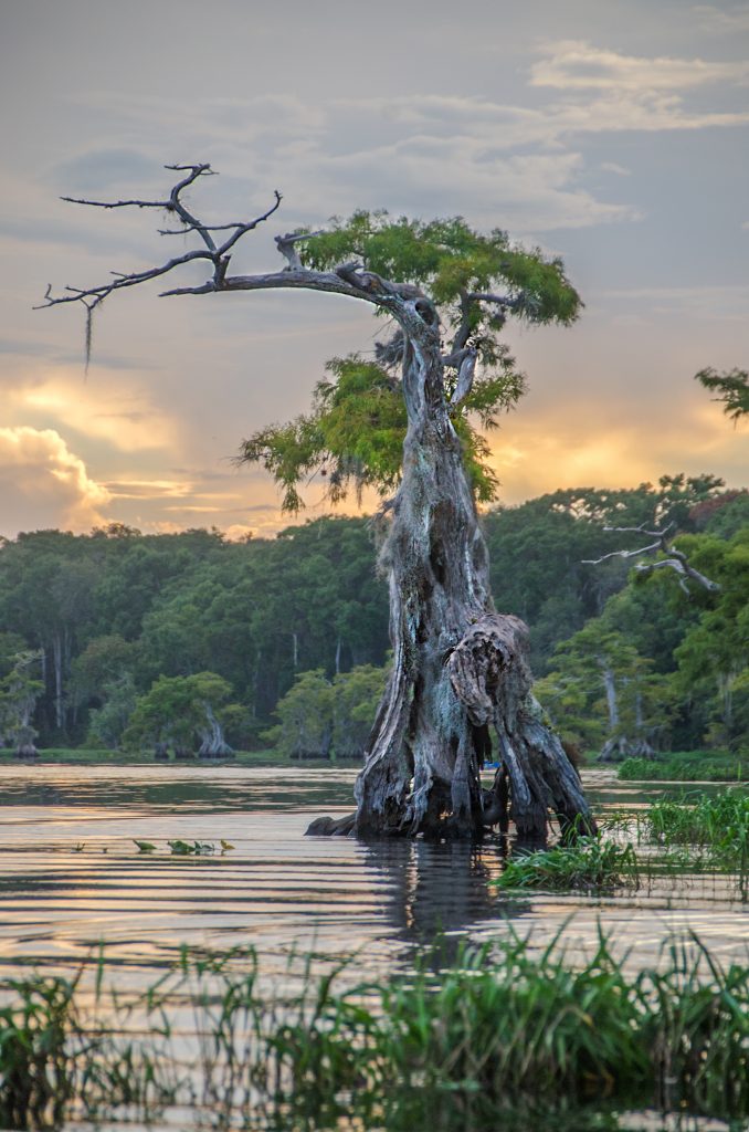 Weathered Cypress Tree