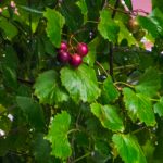 Wild Muscadine Grape - Vitis rotundifolia