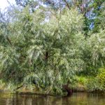 Willow on the Withlacoochee