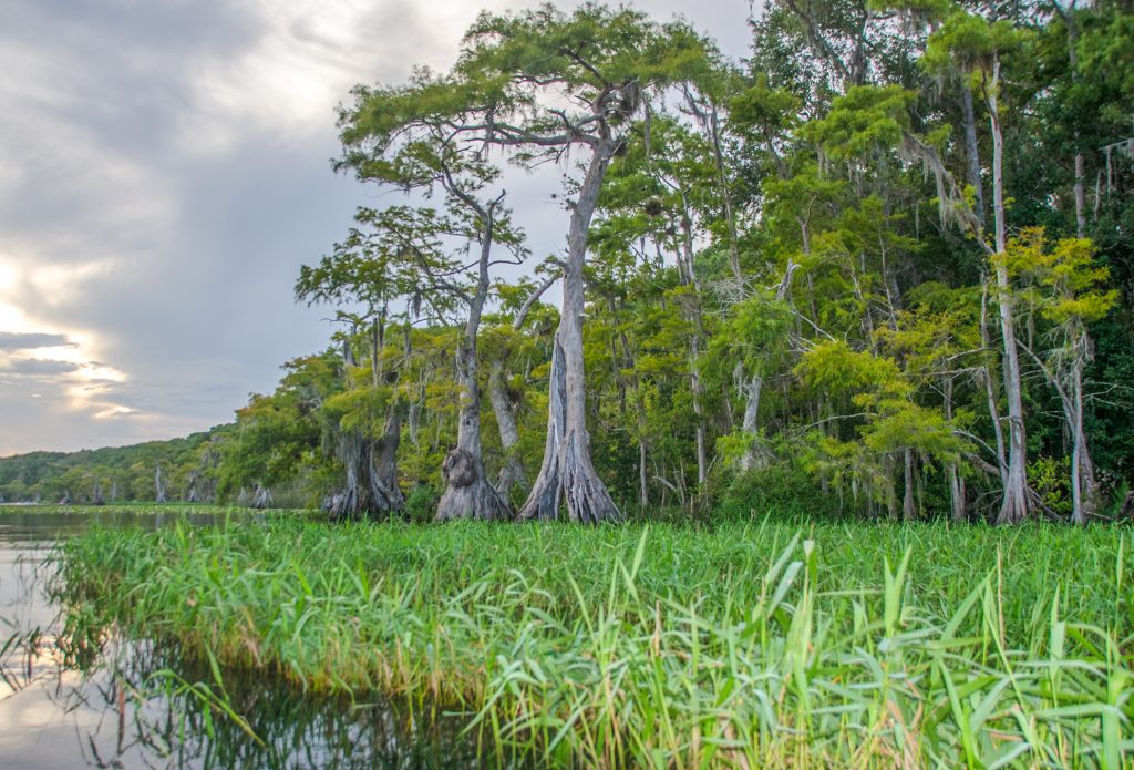 Young Cypress behind Maidencane