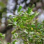 American Holly - Ilex opaca