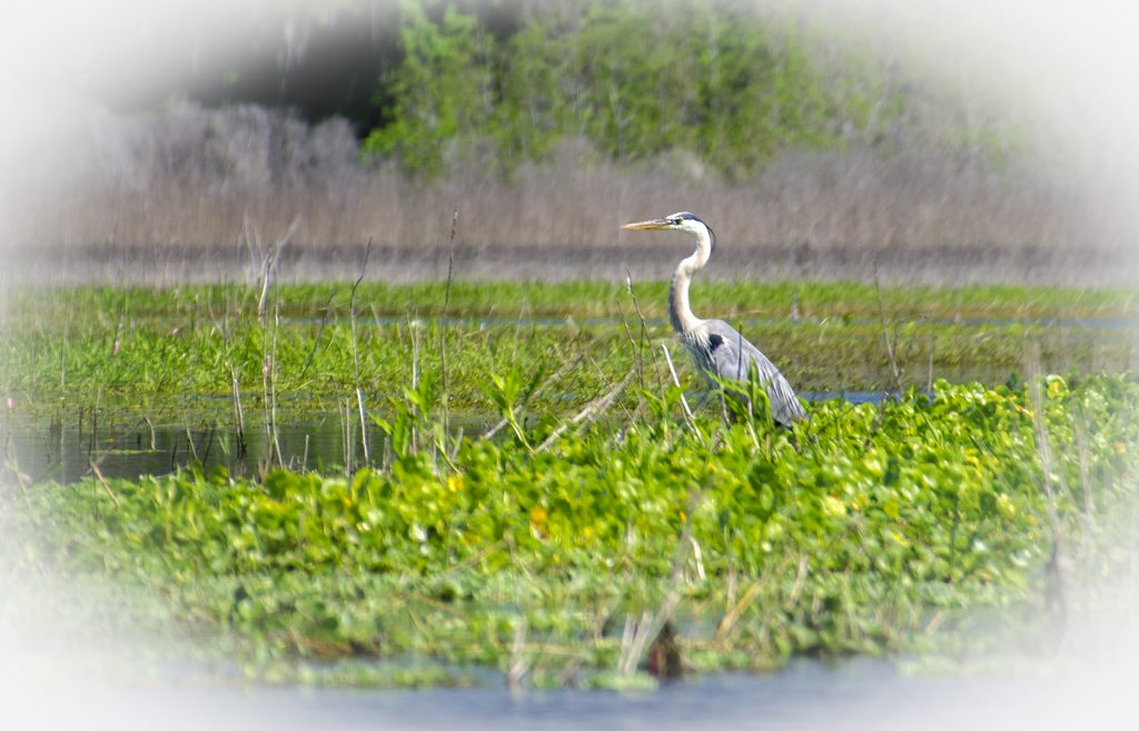 Blue Heron - Ardea herodias