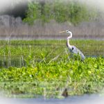 Blue Heron - Ardea herodias